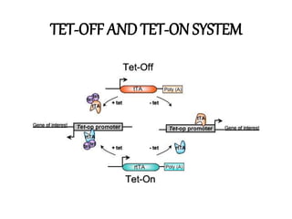 TET-OFF AND TET-ON SYSTEM
 