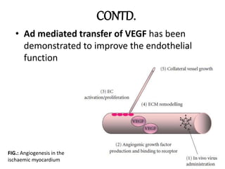 CONTD.
• Ad mediated transfer of VEGF has been
demonstrated to improve the endothelial
function
FIG.: Angiogenesis in the
ischaemic myocardium
 