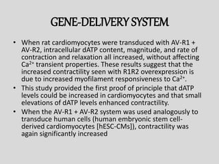 GENE-DELIVERY SYSTEM
• When rat cardiomyocytes were transduced with AV-R1 +
AV-R2, intracellular dATP content, magnitude, and rate of
contraction and relaxation all increased, without affecting
Ca2+ transient properties. These results suggest that the
increased contractility seen with R1R2 overexpression is
due to increased myofilament responsiveness to Ca2+.
• This study provided the first proof of principle that dATP
levels could be increased in cardiomyocytes and that small
elevations of dATP levels enhanced contractility.
• When the AV-R1 + AV-R2 system was used analogously to
transduce human cells (human embryonic stem cell-
derived cardiomyocytes [hESC-CMs]), contractility was
again significantly increased
 
