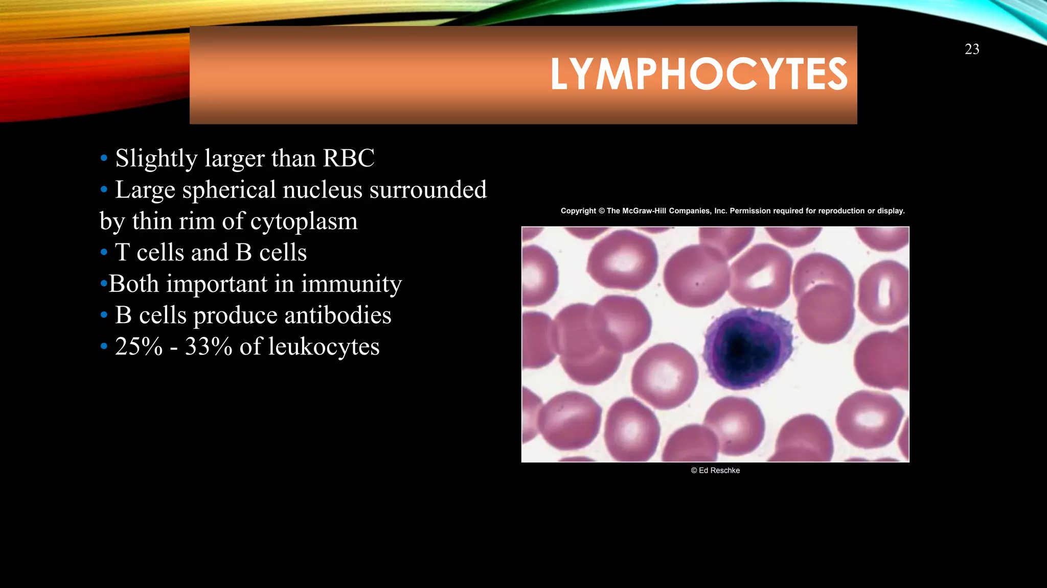 CARDIOVASCULAR SYSTEM | PPTX