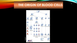 THE ORIGIN OF BLOOD CELLS
11
Copyright © The McGraw-Hill Companies, Inc. Permission required for reproduction or display.
(b)
Megakaryoblast
Myeloid stem cell
Megakaryocyte
Monocyte
Macrophage
T lymphocyte B lymphocyte
Plasma cell
Hematopoietic stem cell
Myeloblast
Progranulocyte
Erythroblast
Normoblast
Reticulocyte
Erythrocyte
Incirculatingblood
Neutrophil Basophil
Granulocytes
Eosinophil
Proerythroblast
Monoblast
Promonocyte Prolymphocyte Prolymphocyte
Inredbonemarrow
Agranulocytes
(a)
Lymphoid stem cell
Lymphoblast
B cell
precursor
Lymphoblast
T cell
precursor
Neutrophilic
myelocyte
Basophilic
myelocyte
Eosinophilic
myelocyte
Eosinophilic
band cell
Basophilic
band cell
Neutrophilic
band cell
Thrombocytes
(platelets)
Activatedintissues
(somecells)
 