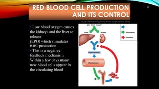 RED BLOOD CELL PRODUCTION
AND ITS CONTROL
12
• Low blood oxygen causes
the kidneys and the liver to
release erythropoietin
(EPO) which stimulates
RBC production
• This is a negative
feedback mechanism
Within a few days many
new blood cells appear in
the circulating blood
Low blood oxygen
Liver Kidney
Erythropoietin
Red bone marrow
+
–
Bloodstream
Stimulation
Inhibition
Release into
bloodstream
Increased
oxygen-
carrying
capacity
Increased
number of
red blood
cells
Copyright © The McGraw-Hill Companies, Inc. Permission required for reproduction or display.
 