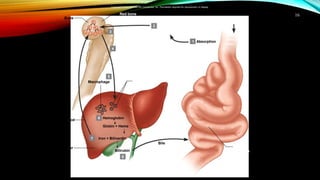 16
Bilirubin
Bone
Blood
Liver
Globin + Heme
3
2
1 Absorption
4
5
Macrophage
Hemoglobin
Iron + Biliverdin
8
6
7
Bile
Red bone
marrow
Red blood
cells produced
Red blood cells
circulate in
bloodstream for
about 120 days
Old red
blood cells
Blood transports
absorbed nutrients
Nutrients
from food
Vitamin B12
Folic acid
Iron
Small
intestine
Copyright © The McGraw-Hill Companies, Inc. Permission required for reproduction or display.
 