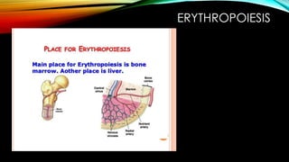 ERYTHROPOIESIS
 