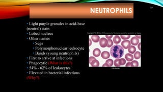 NEUTROPHILS
19
• Light purple granules in acid-base
(neutral) stain
• Lobed nucleus
• Other names
• Segs
• Polymorphonuclear leukocyte
• Bands (young neutrophils)
• First to arrive at infections
• Phagocytic (What is this?)
• 54% - 62% of leukocytes
• Elevated in bacterial infections
(Why?)
© Ed Reschke
Copyright © The McGraw-Hill Companies, Inc. Permission required for reproduction or display.
 
