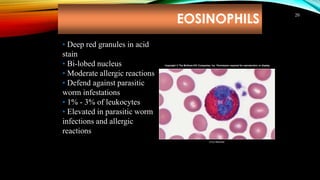 EOSINOPHILS
20
• Deep red granules in acid
stain
• Bi-lobed nucleus
• Moderate allergic reactions
• Defend against parasitic
worm infestations
• 1% - 3% of leukocytes
• Elevated in parasitic worm
infections and allergic
reactions
© Ed Reschke
Copyright © The McGraw-Hill Companies, Inc. Permission required for reproduction or display.
 