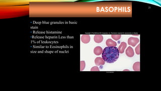 BASOPHILS
21
• Deep blue granules in basic
stain
• Release histamine
•Release heparin Less than
1% of leukocytes
• Similar to Eosinophils in
size and shape of nuclei
© Ed Reschke
Copyright © The McGraw-Hill Companies, Inc. Permission required for reproduction or display.
 
