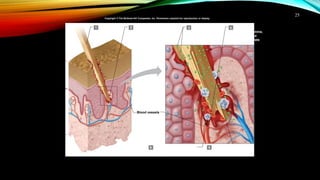 25
Epidermis
Dermis Blood vessels
1 Splinter
punctures
epidermis
5 6
2 3 4 Injured cells
release histamine,
causing blood
vessels to dilate
Bacteria
multiply
Bacteria are introduced
into the dermis
Neutrophils destroy
bacteria by phagocytosis
Neutrophils move through
blood vessel walls and
migrate toward bacteria
Copyright © The McGraw-Hill Companies, Inc. Permission required for reproduction or display.
 