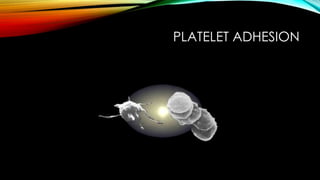 PLATELET ADHESION
 
