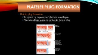 PLATELET PLUG FORMATION
39
• Platelet plug formation
• Triggered by exposure of platelets to collagen
• Platelets adhere to rough surface to form a plug
Copyright © The McGraw-Hill Companies, Inc. Permission required for reproduction or display.
Endothelial lining Collagen fiber
Platelet Red blood cell
1
2
3
4
Break in
vessel wall
Blood escaping
through break
Platelet plug
helps control
blood loss
Platelets adhere
to each othe ,
to end of broken
vessel, and to
exposed collagen
 