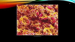 40
© SPL/Photo Researchers, Inc.
Copyright © The McGraw-Hill Companies, Inc. Permission required for reproduction or display.
 