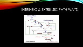 INTRINSIC & EXTRINSIC PATH WAYS
 