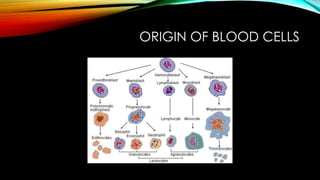 ORIGIN OF BLOOD CELLS
 