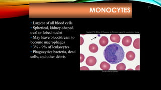 MONOCYTES
22
• Largest of all blood cells
• Spherical, kidney-shaped,
oval or lobed nuclei
• May leave bloodstream to
beco...