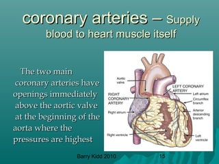 Barry Kidd 2010 15
coronary arteries –coronary arteries – SupplySupply
blood to heart muscle itselfblood to heart muscle itself
The two mainThe two main
coronary arteries havecoronary arteries have
openings immediatelyopenings immediately
above the aortic valveabove the aortic valve
at the beginning of theat the beginning of the
aorta where theaorta where the
pressures are highestpressures are highest
 