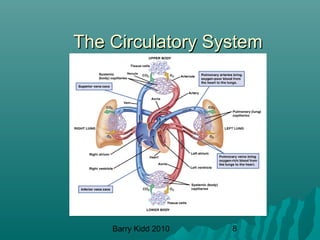Barry Kidd 2010 8
The Circulatory SystemThe Circulatory System
 
