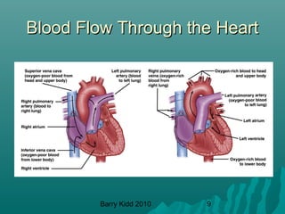 Barry Kidd 2010 9
Blood Flow Through the HeartBlood Flow Through the Heart
 
