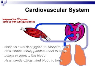 Cardiovascular endurance