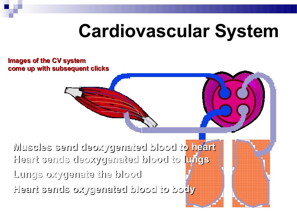 Cardiovascular endurance