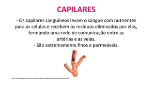CAPILARES
- Os capilares sanguíneos levam o sangue com nutrientes
para as células e recebem os resíduos eliminados por elas,
formando uma rede de comunicação entre as
artérias e as veias.
- São extremamente finos e permeáveis.
https://fisioteraloucos.com.br/arterias-veias-e-capilares-entenda-suas-diferencas/
 