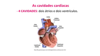 As cavidades cardíacas
- 4 CAVIDADES: dois átrios e dois ventrículos.
http://ftp.paulomarques.com.br/biologia/sistema-cardiovascular.html
 