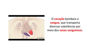 O coração bombeia o
sangue, que transporta
diversas substâncias por
meio dos vasos sanguíneos.
 