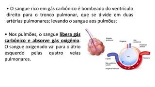 • O sangue rico em gás carbônico é bombeado do ventrículo
direito para o tronco pulmonar, que se divide em duas
artérias pulmonares; levando o sangue aos pulmões;
• Nos pulmões, o sangue libera gás
carbônico e absorve gás oxigênio.
O sangue oxigenado vai para o átrio
esquerdo pelas quatro veias
pulmonares.
 