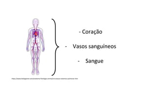 - Coração
- Vasos sanguíneos
- Sangue
https://www.biologianet.com/anatomia-fisiologia-animal/circulacao-sistemica-pulmonar.htm
 