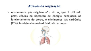 • Absorvemos gás oxigênio (O2) do ar, que é utilizado
pelas células na liberação de energia necessária ao
funcionamento do corpo, e eliminamos gás carbônico
(CO2), também chamado dióxido de carbono.
Através da respiração:
 