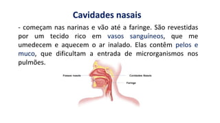 - começam nas narinas e vão até a faringe. São revestidas
por um tecido rico em vasos sanguíneos, que me
umedecem e aquecem o ar inalado. Elas contêm pelos e
muco, que dificultam a entrada de microrganismos nos
pulmões.
Cavidades nasais
 