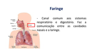 - Canal comum aos sistemas
respiratório e digestório. Faz a
comunicação entre as cavidades
nasais e a laringe.
Faringe
 