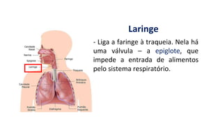 Laringe
- Liga a faringe à traqueia. Nela há
uma válvula – a epiglote, que
impede a entrada de alimentos
pelo sistema respiratório.
 
