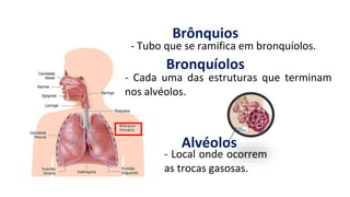 - Tubo que se ramifica em bronquíolos.
- Cada uma das estruturas que terminam
nos alvéolos.
- Local onde ocorrem
as trocas gasosas.
Brônquios
Bronquíolos
Alvéolos
 