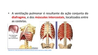 • A ventilação pulmonar é resultante da ação conjunta do
diafragma, e dos músculos intercostais, localizados entre
as costelas.
Disponível em : https://pt.slideshare.net/teresacondeixa/0-sistema-respiratorio-tc-0809-1118694
 