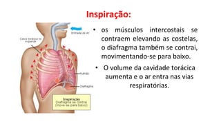 • O volume da cavidade torácica
aumenta e o ar entra nas vias
respiratórias.
• os músculos intercostais se
contraem elevando as costelas,
o diafragma também se contrai,
movimentando-se para baixo.
Inspiração:
 