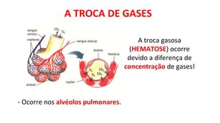 A TROCA DE GASES
A troca gasosa
(HEMATOSE) ocorre
devido a diferença de
concentração de gases!
- Ocorre nos alvéolos pulmonares.
 