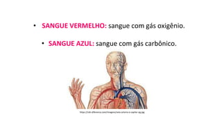• SANGUE VERMELHO: sangue com gás oxigênio.
• SANGUE AZUL: sangue com gás carbônico.
https://cdn.diferenca.com/imagens/veia-arteria-e-capilar-og.jpg
 
