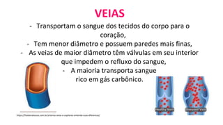 VEIAS
- Transportam o sangue dos tecidos do corpo para o
coração,
- Tem menor diâmetro e possuem paredes mais finas,
- As veias de maior diâmetro têm válvulas em seu interior
que impedem o refluxo do sangue,
- A maioria transporta sangue
rico em gás carbônico.
https://fisioteraloucos.com.br/arterias-veias-e-capilares-entenda-suas-diferencas/
 