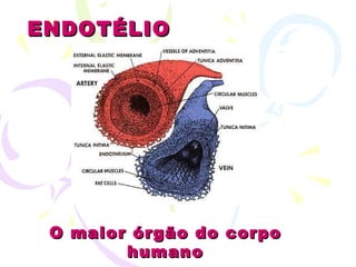 O maior órgão do corpo humano ENDOTÉLIO 