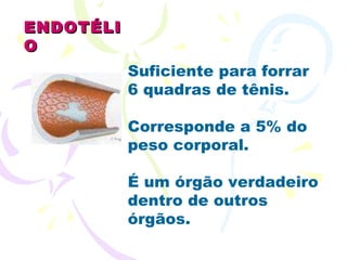 Suficiente para forrar 6 quadras de tênis. Corresponde a 5% do peso corporal. É um órgão verdadeiro dentro de outros órgãos. ENDOTÉLIO 