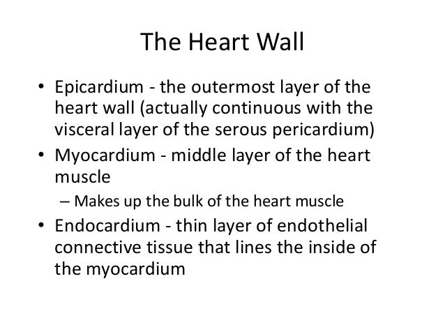 Cardiovascular heart only