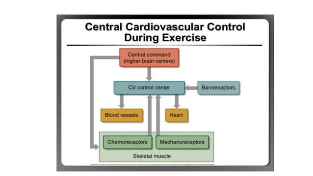 CARDIOVASCULAR HOMEOSTASIS IN EXERCISE AND POSTURE.pptx | Brain and ...