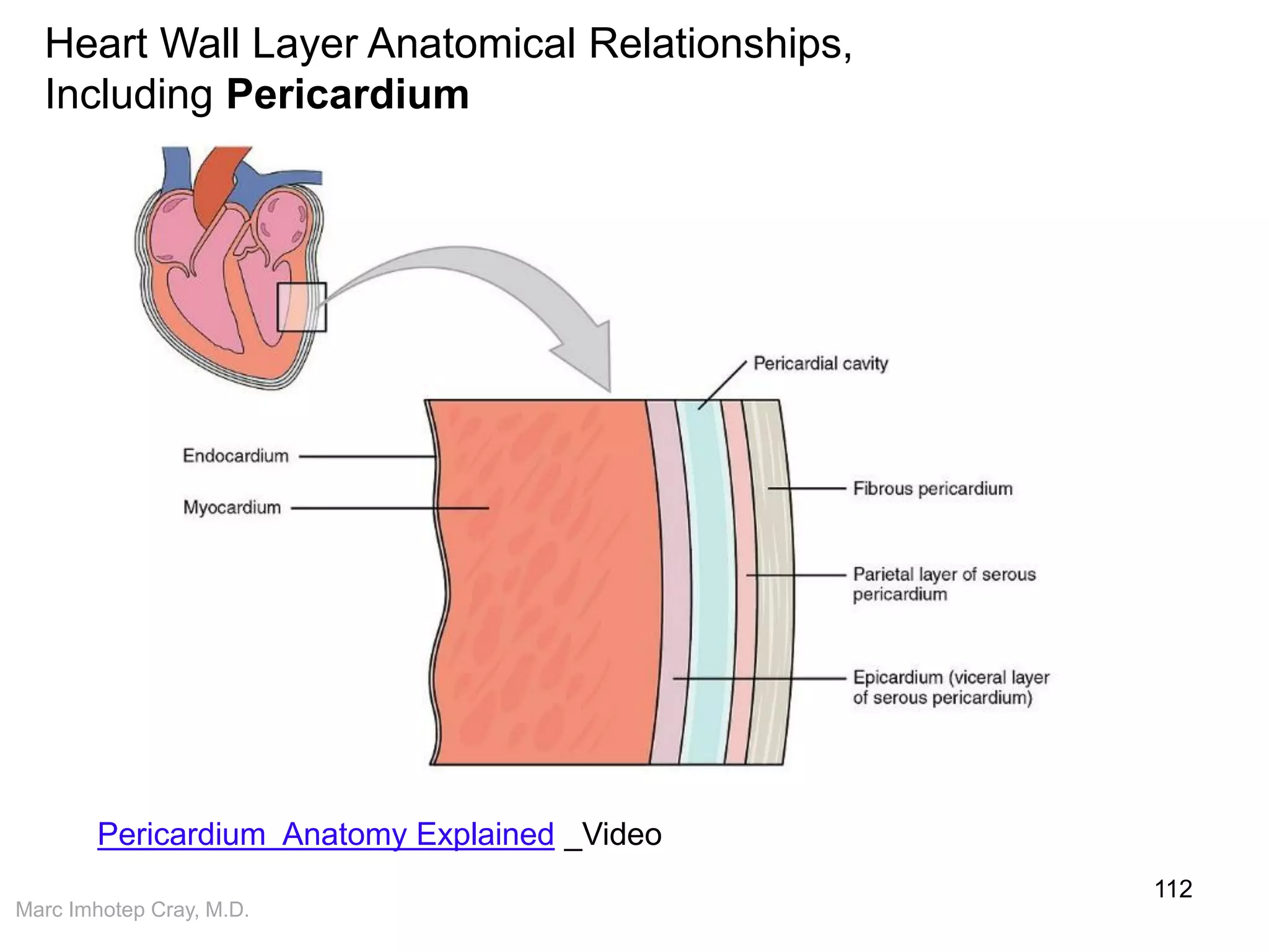 Marc Imhotep Cray, M.D.
112
Heart Wall Layer Anatomical Relationships,
Including Pericardium
Pericardium Anatomy Explained _Video
 