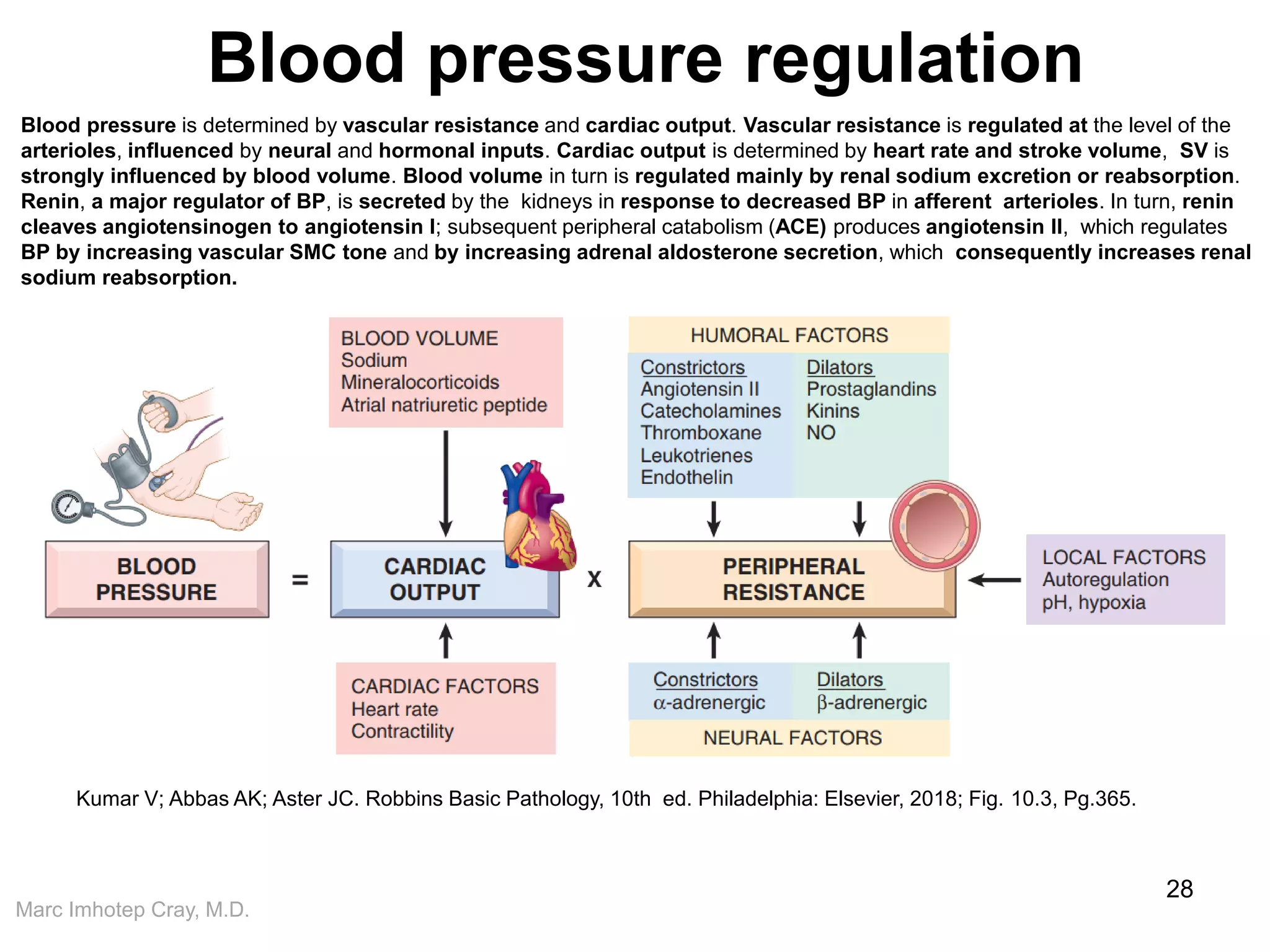 Marc Imhotep Cray, M.D.
Blood pressure regulation
28
Kumar V; Abbas AK; Aster JC. Robbins Basic Pathology, 10th ed. Philadelphia: Elsevier, 2018; Fig. 10.3, Pg.365.
Blood pressure is determined by vascular resistance and cardiac output. Vascular resistance is regulated at the level of the
arterioles, influenced by neural and hormonal inputs. Cardiac output is determined by heart rate and stroke volume, SV is
strongly influenced by blood volume. Blood volume in turn is regulated mainly by renal sodium excretion or reabsorption.
Renin, a major regulator of BP, is secreted by the kidneys in response to decreased BP in afferent arterioles. In turn, renin
cleaves angiotensinogen to angiotensin l; subsequent peripheral catabolism (ACE) produces angiotensin Il, which regulates
BP by increasing vascular SMC tone and by increasing adrenal aldosterone secretion, which consequently increases renal
sodium reabsorption.
 