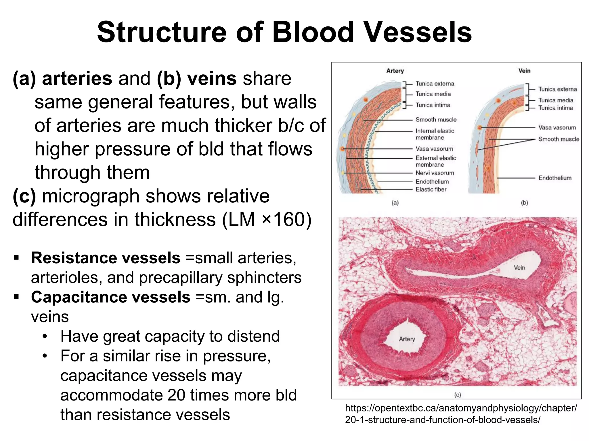 Marc Imhotep Cray, M.D.
Structure of Blood Vessels
(a) arteries and (b) veins share
same general features, but walls
of arteries are much thicker b/c of
higher pressure of bld that flows
through them
(c) micrograph shows relative
differences in thickness (LM ×160)
https://opentextbc.ca/anatomyandphysiology/chapter/
20-1-structure-and-function-of-blood-vessels/
 Resistance vessels =small arteries,
arterioles, and precapillary sphincters
 Capacitance vessels =sm. and lg.
veins
• Have great capacity to distend
• For a similar rise in pressure,
capacitance vessels may
accommodate 20 times more bld
than resistance vessels
 