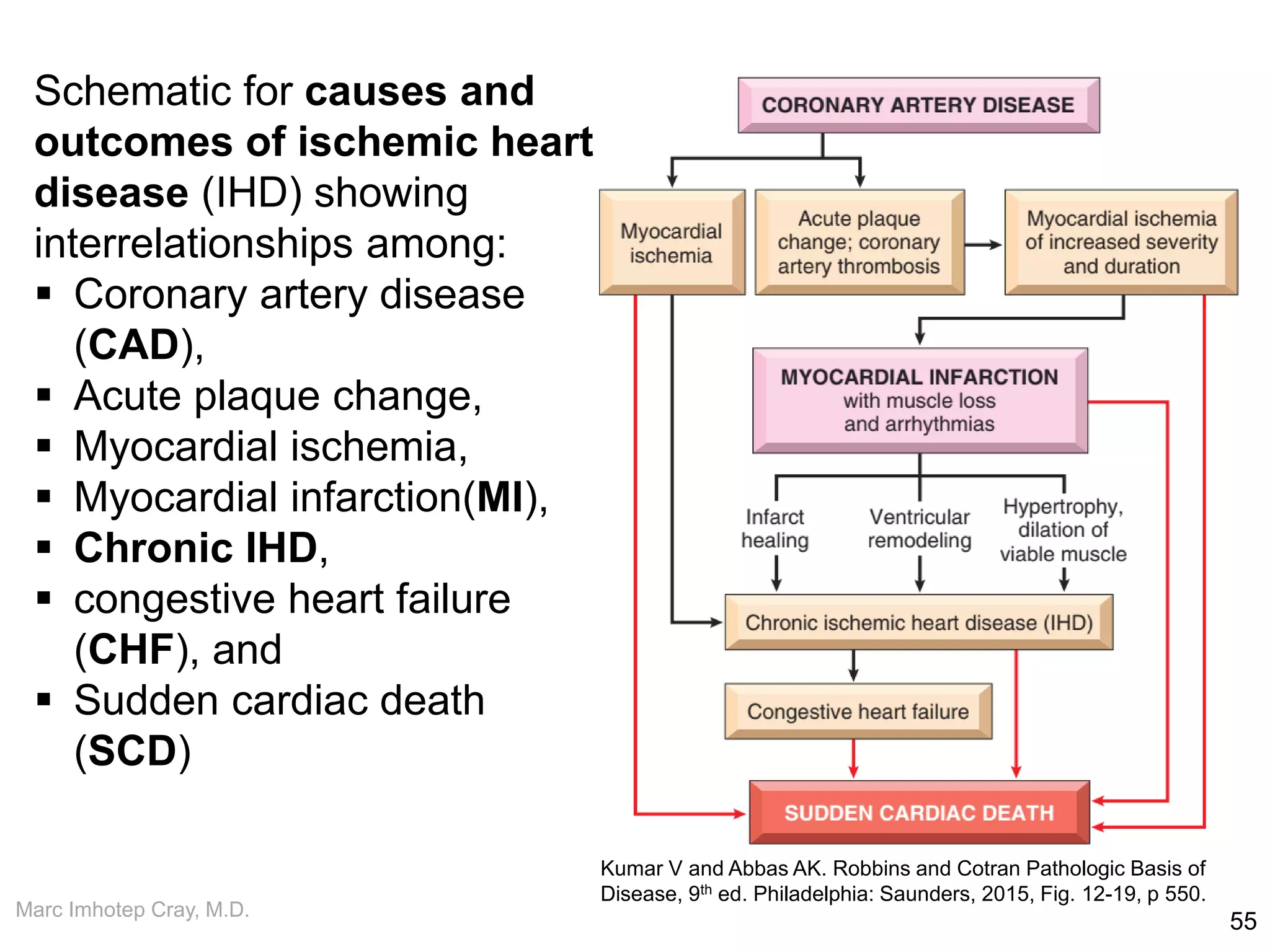 Marc Imhotep Cray, M.D.
55
Kumar V and Abbas AK. Robbins and Cotran Pathologic Basis of
Disease, 9th ed. Philadelphia: Saunders, 2015, Fig. 12-19, p 550.
Schematic for causes and
outcomes of ischemic heart
disease (IHD) showing
interrelationships among:
 Coronary artery disease
(CAD),
 Acute plaque change,
 Myocardial ischemia,
 Myocardial infarction(MI),
 Chronic IHD,
 congestive heart failure
(CHF), and
 Sudden cardiac death
(SCD)
 