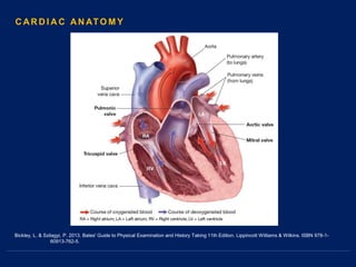 Bickley, L. & Szilagyi, P. 2013. Bates' Guide to Physical Examination and History Taking 11th Edition. Lippincott Williams & Wilkins. ISBN 978-1-
60913-762-5.
C AR D I A C AN ATO M Y
 