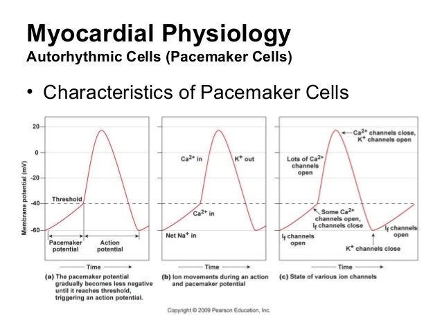 Cardiovascular Physiology