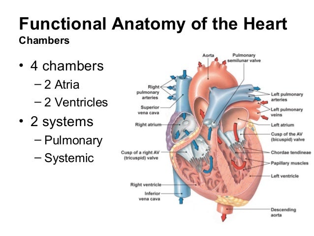 Cardiovascular physiology