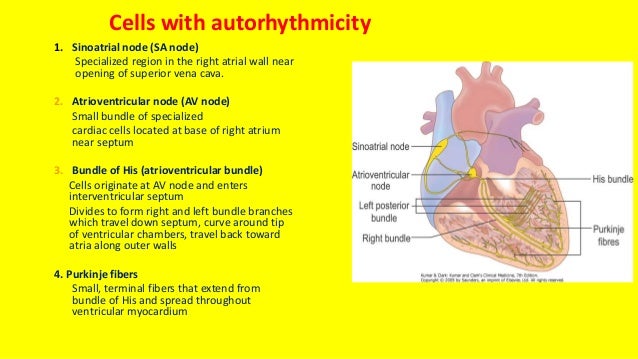 Cardiovascular physiology.1. hussein farouk sakr